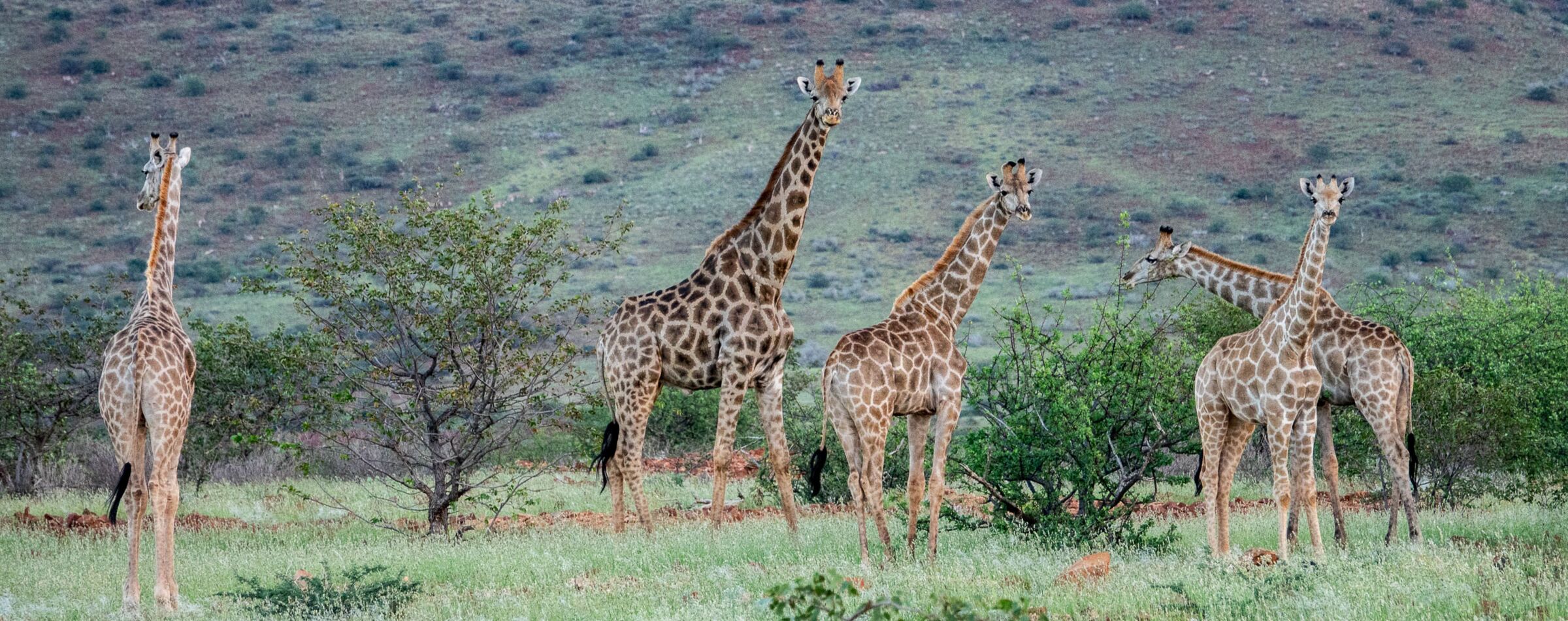 A group of giraffes in the lush African landscape – a common sight on a Gravel Travel safari tour.