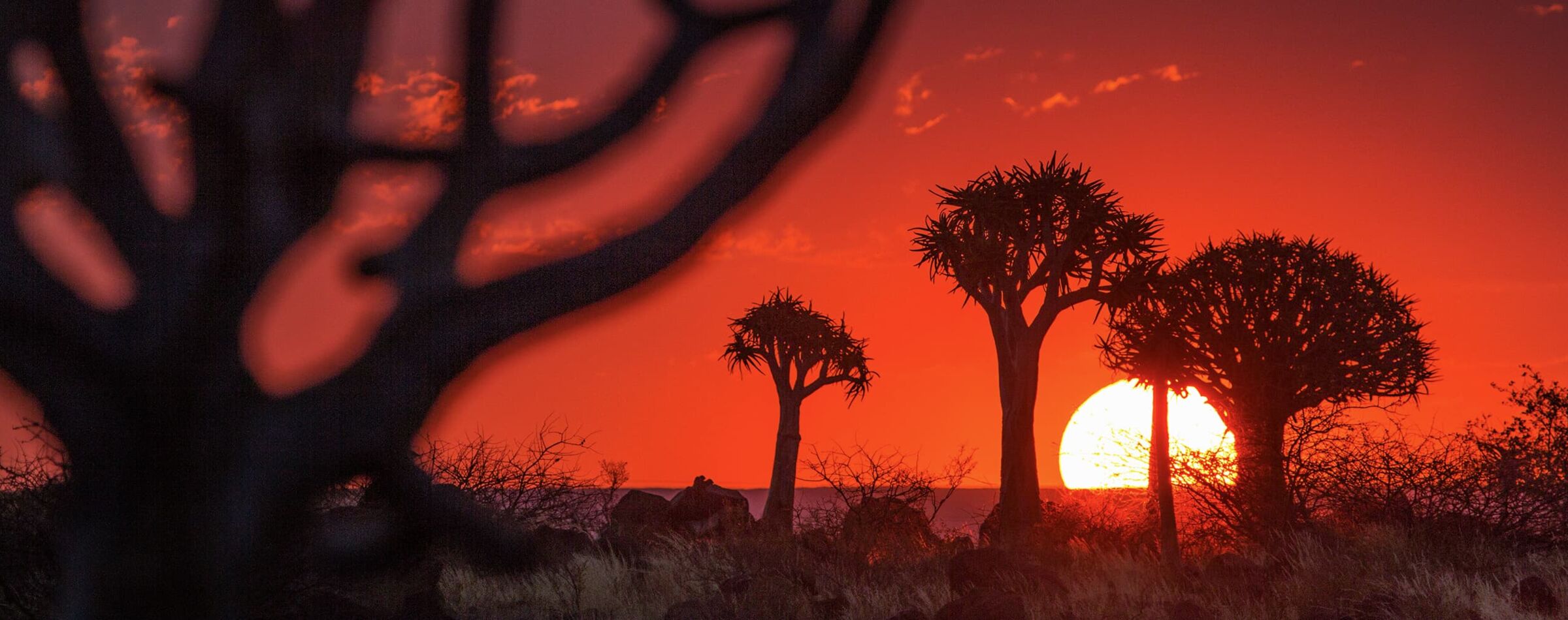 Intensiver Sonnenuntergang in Namibia mit der Silhouette von Köcherbäumen – unvergessliches Gravel Travel Erlebnis.